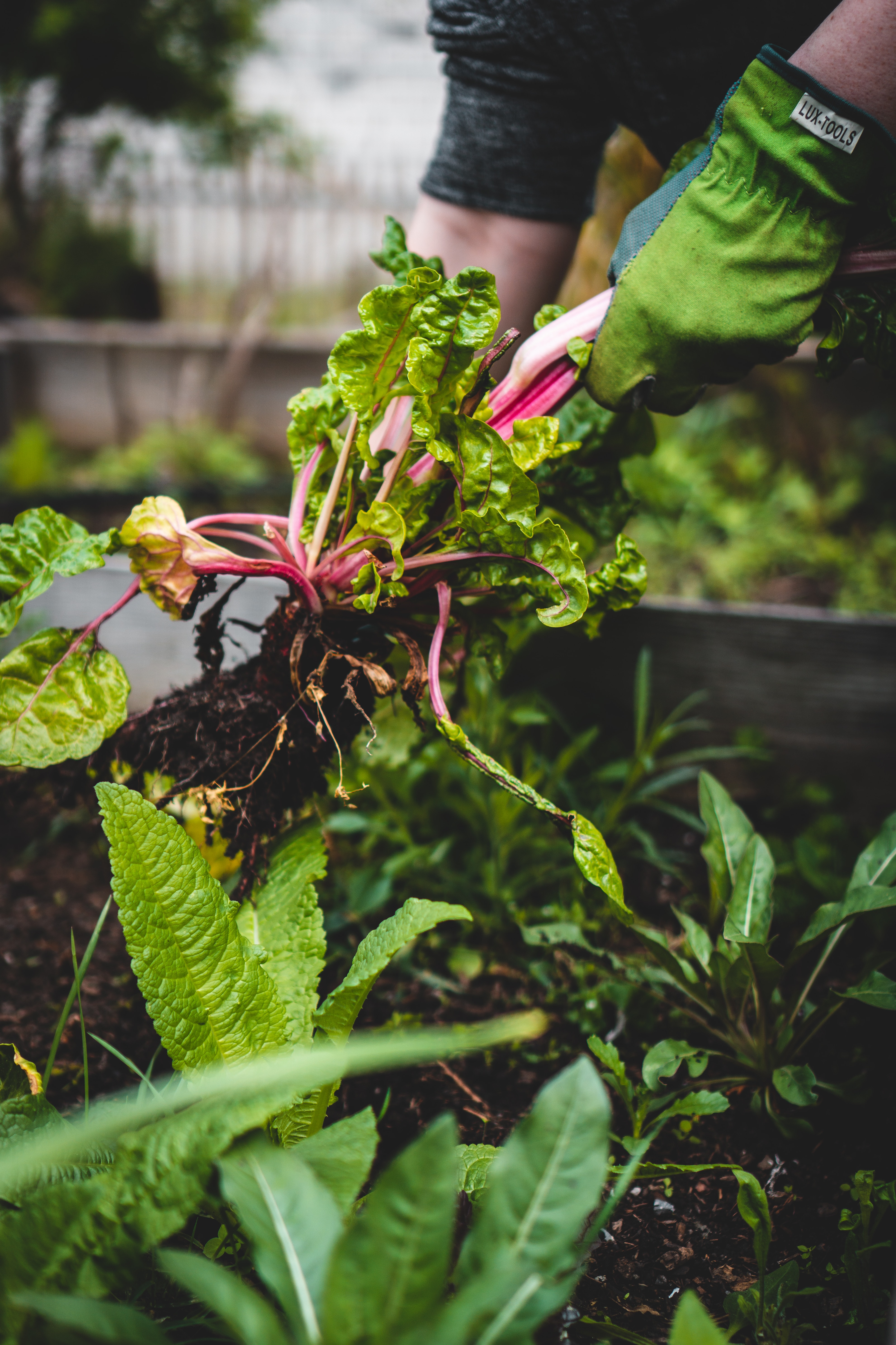 farm to table